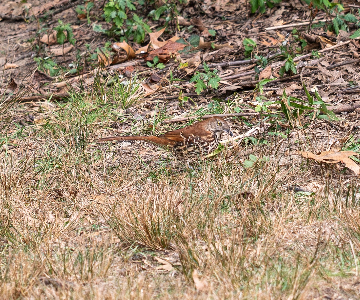 Brown Thrasher - ML642743737