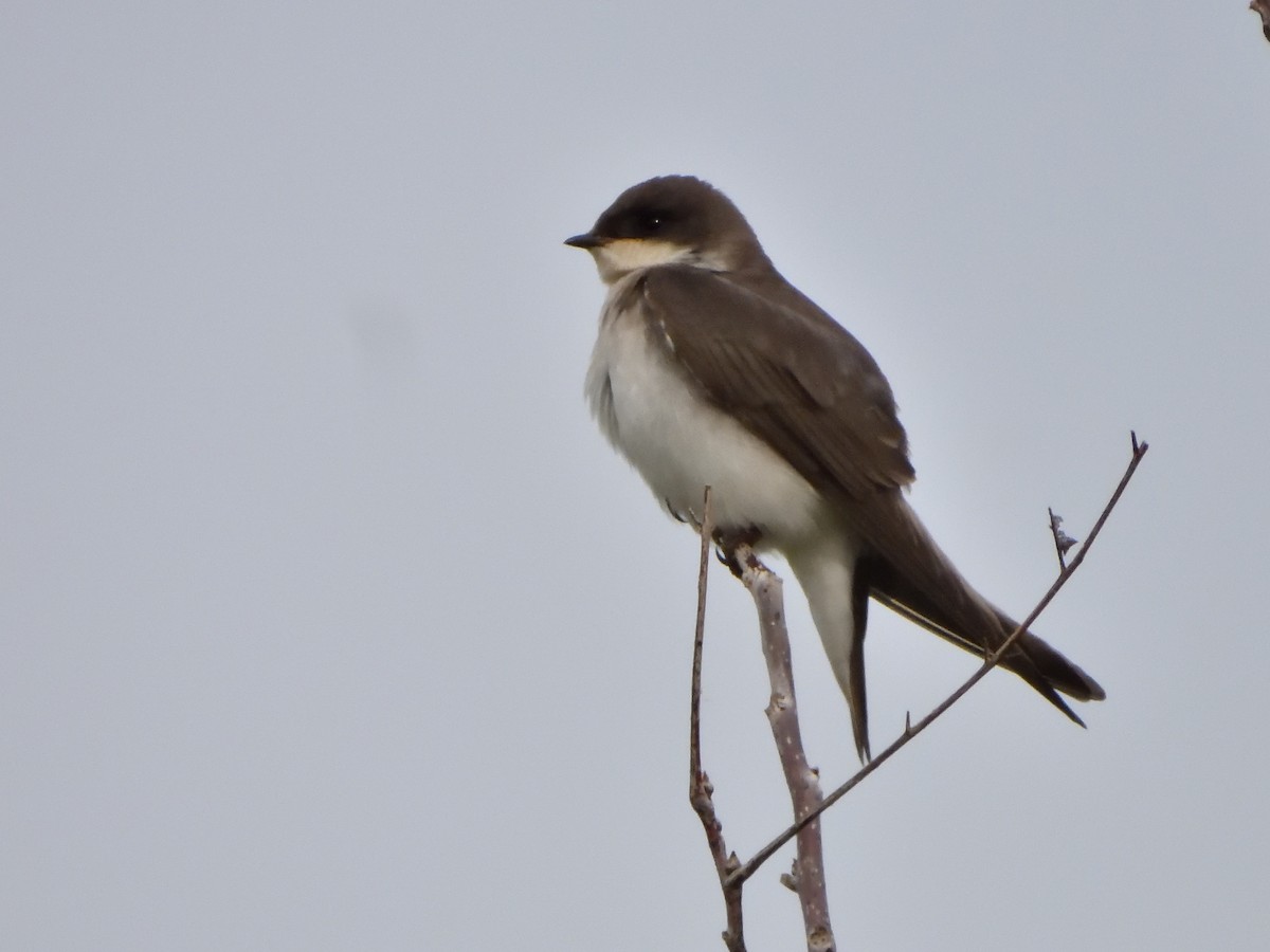 Древесная ласточка - ML642743771