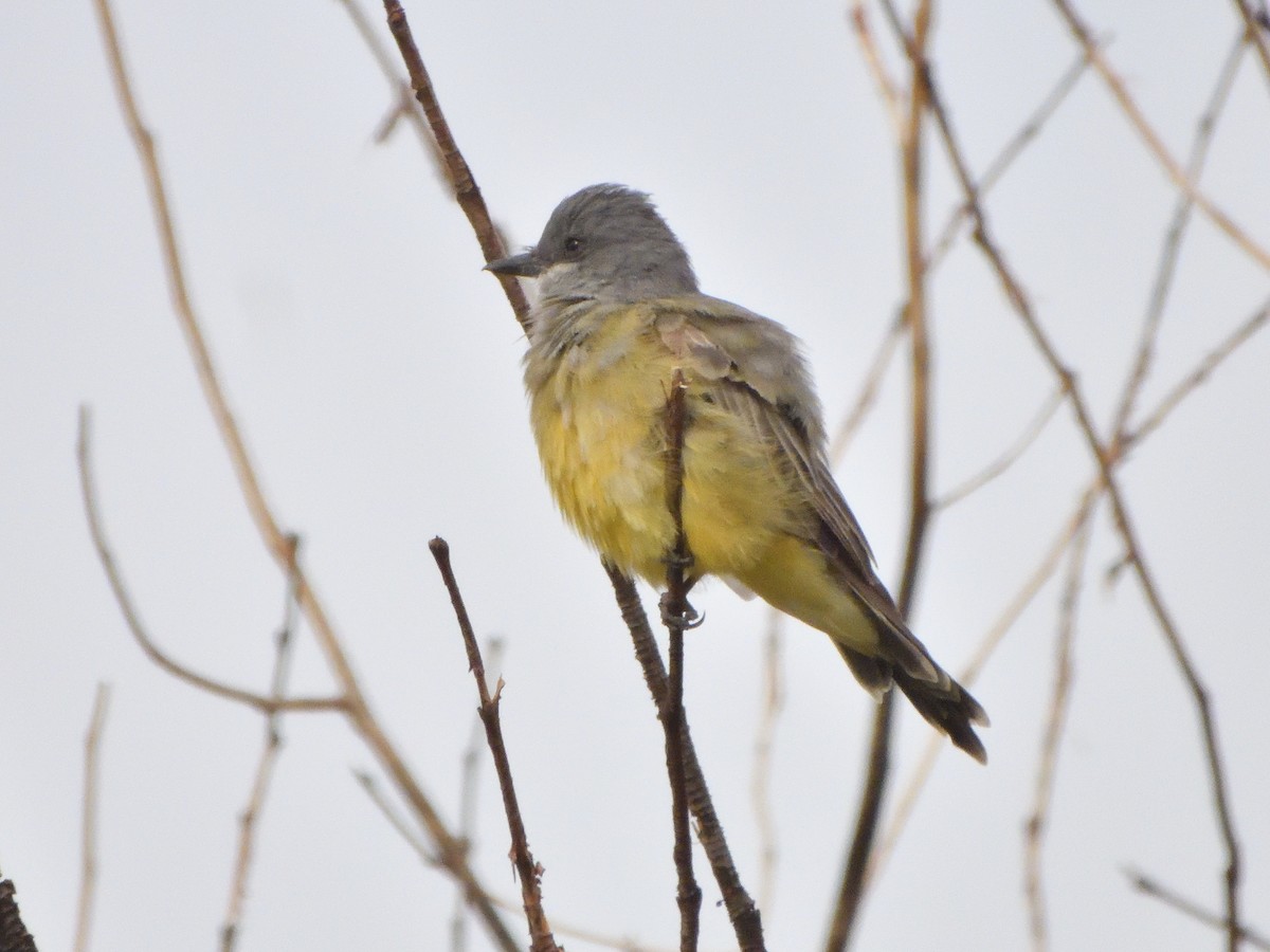 Серогрудый тиранн - ML642743775