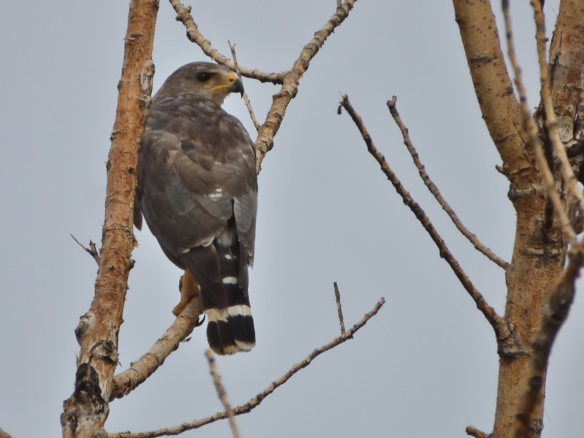 Gray Hawk - ML642743787