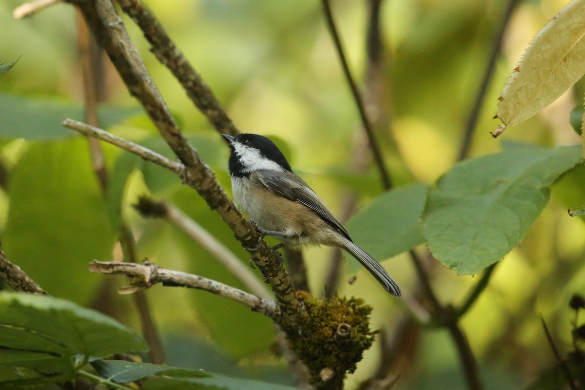 Black-capped Chickadee - Sam Hain