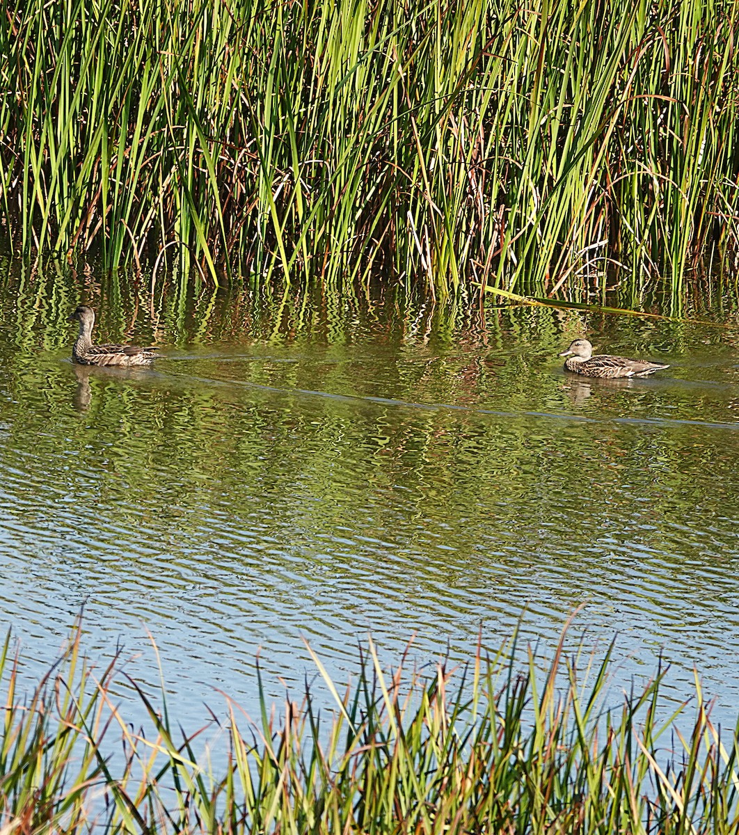 Бор нугас - ML642743815