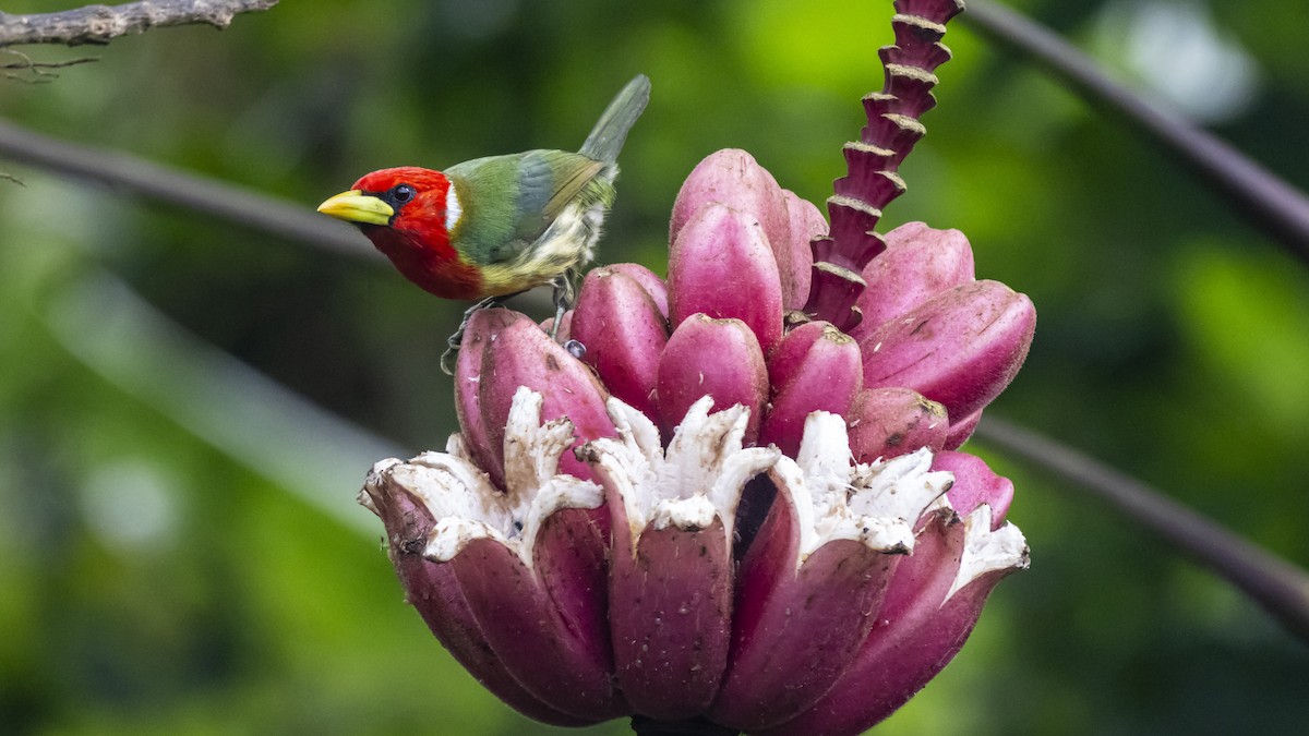 Red-headed Barbet - ML642743830