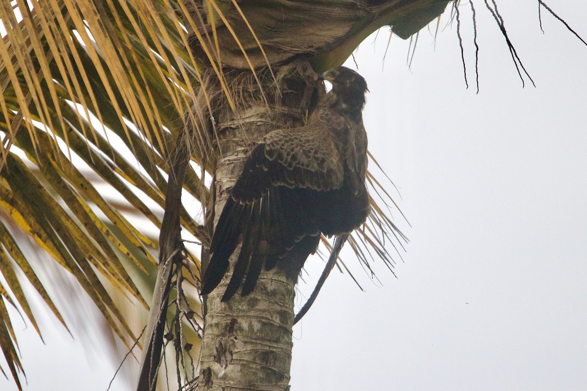 African Harrier-Hawk - ML642743847