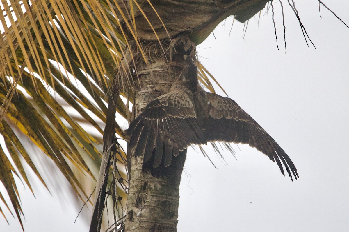 African Harrier-Hawk - ML642743848