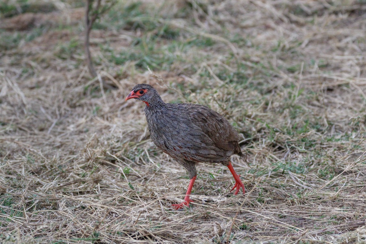 アカノドシャコ - ML642743857