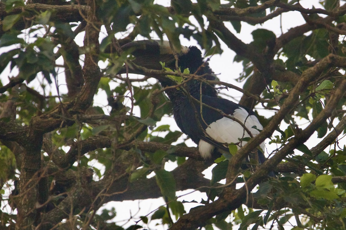Black-and-white-casqued Hornbill - ML642743858