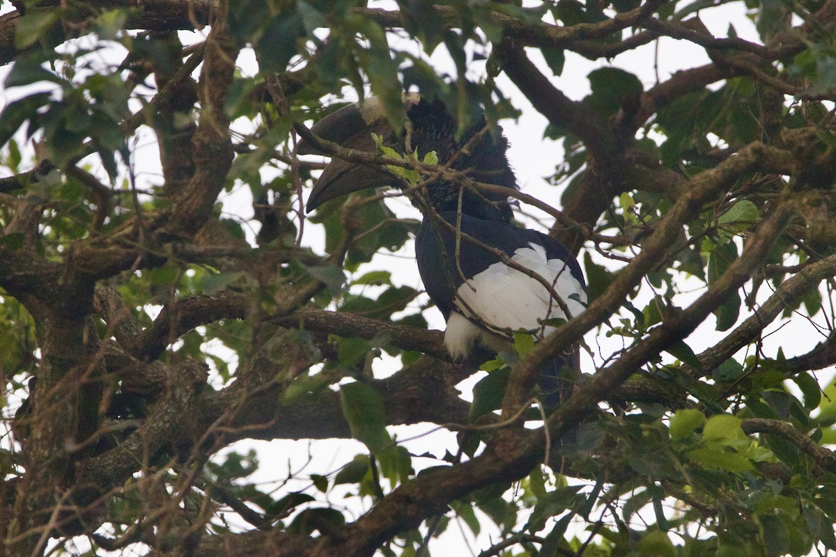 Black-and-white-casqued Hornbill - ML642743859