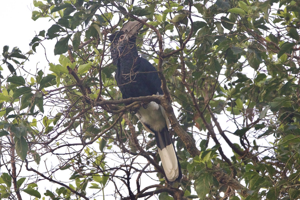 Black-and-white-casqued Hornbill - ML642743860