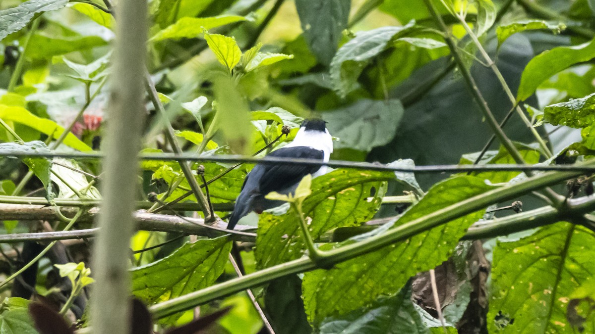 hvitskjeggmanakin - ML642743870