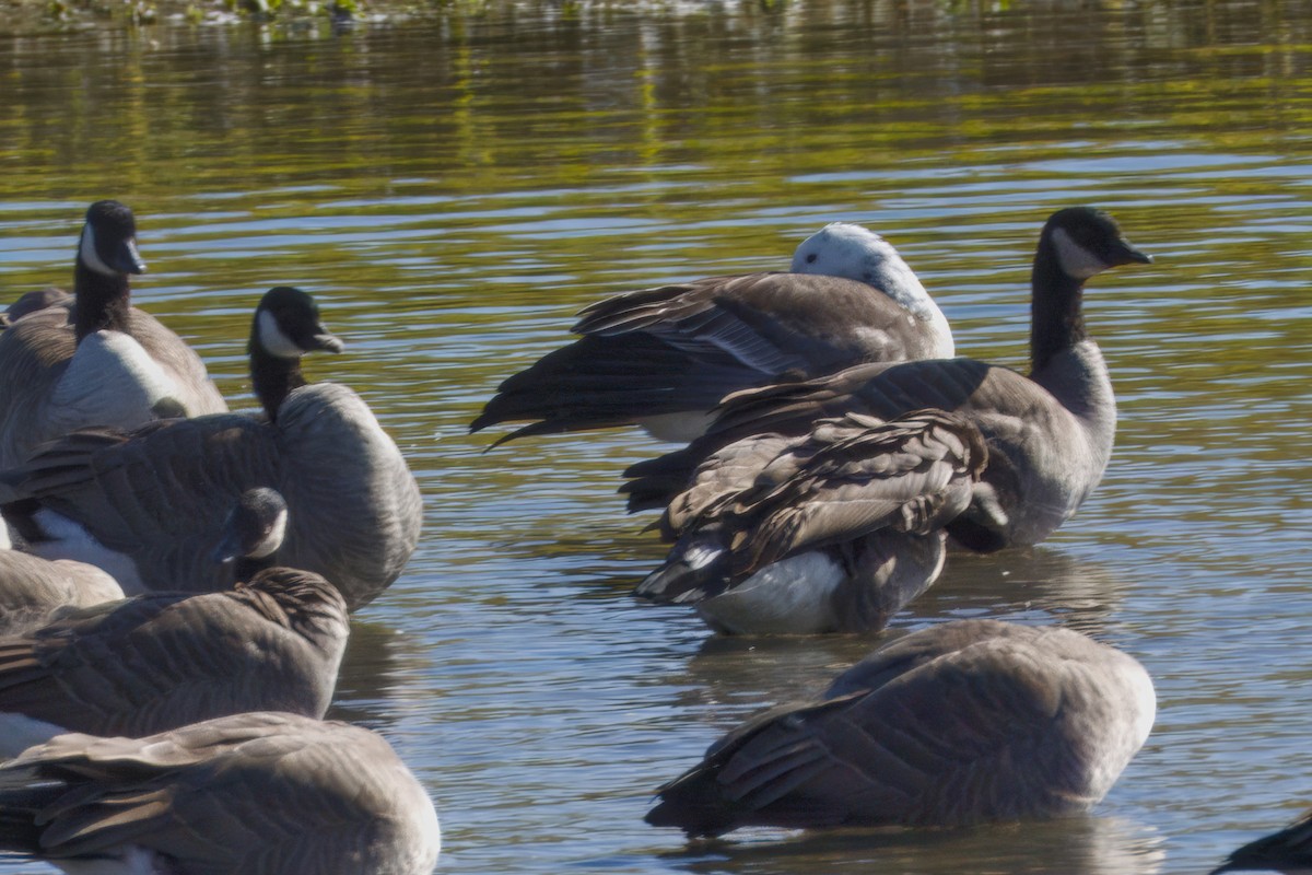 Snow x Canada Goose (hybrid) - ML642743871