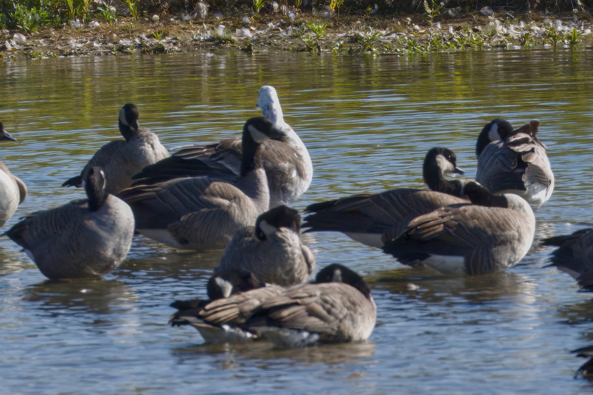 Snow x Canada Goose (hybrid) - ML642743872