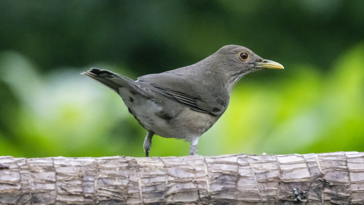 Ecuadorian Thrush - ML642743880