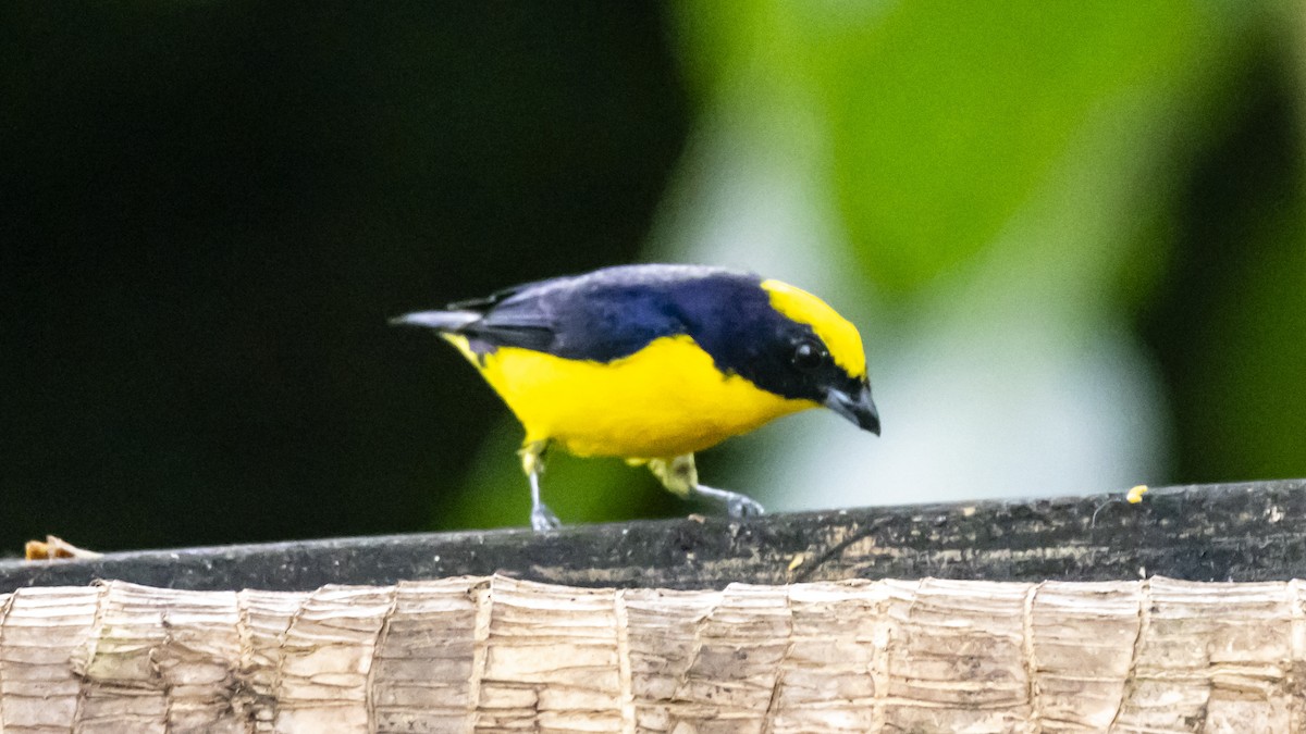 Thick-billed Euphonia - ML642743889