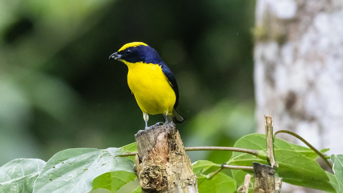 Thick-billed Euphonia - ML642743890