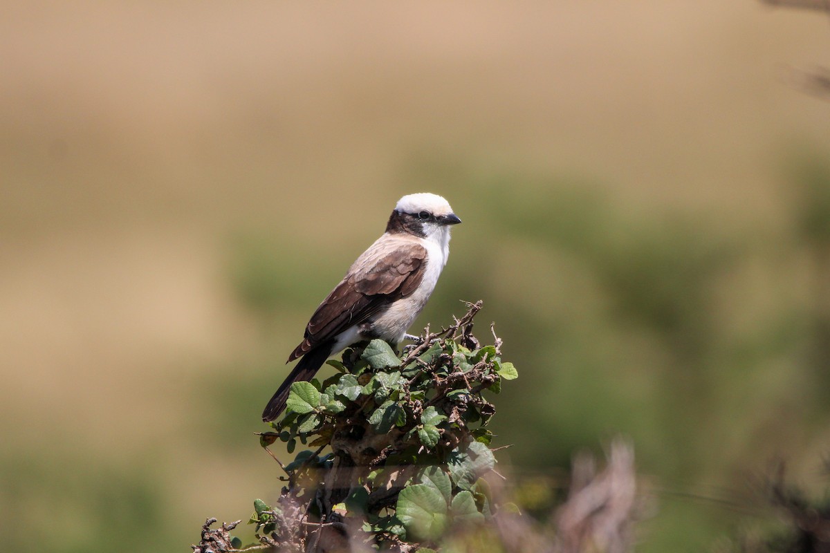 White-rumped Shrike - ML642743904
