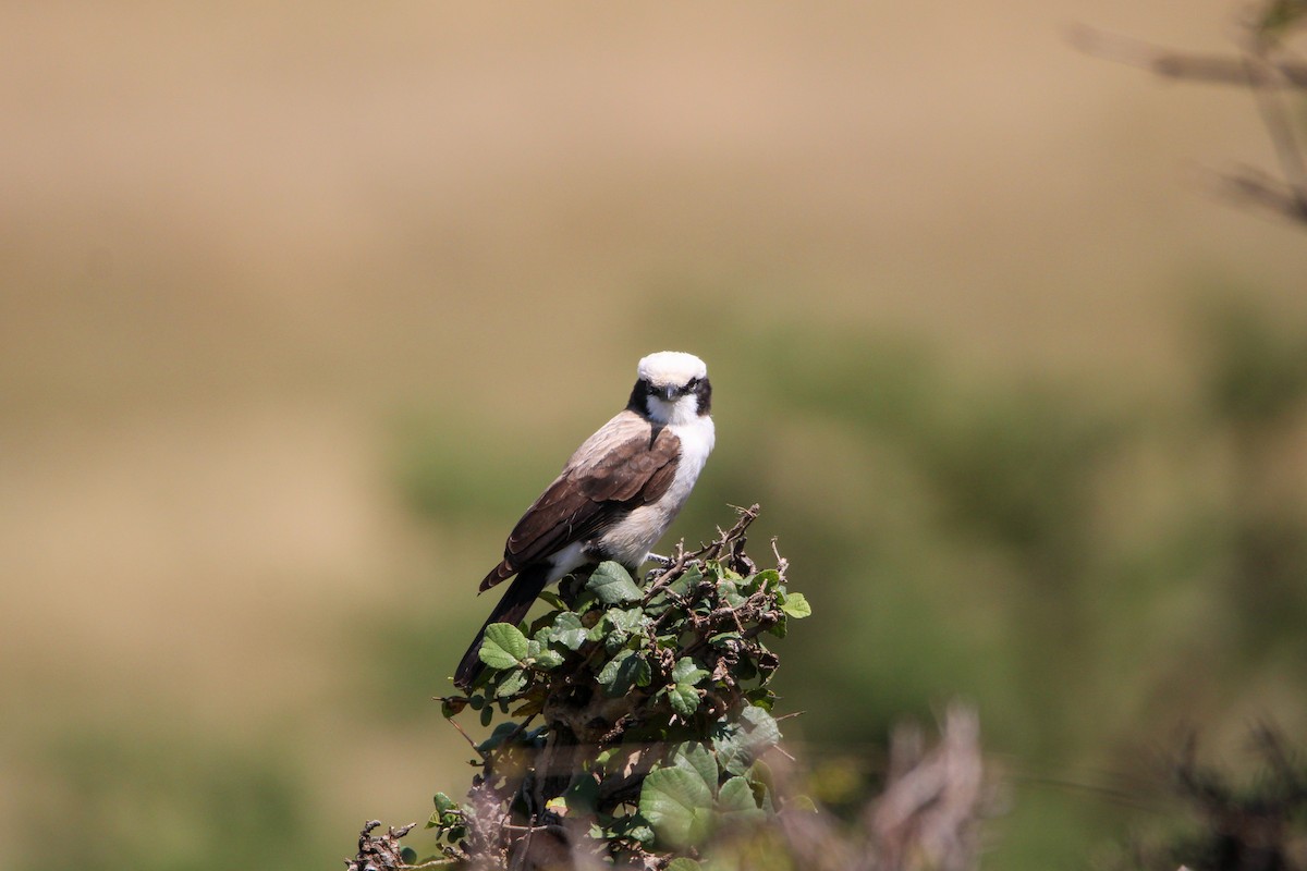 White-rumped Shrike - ML642743905