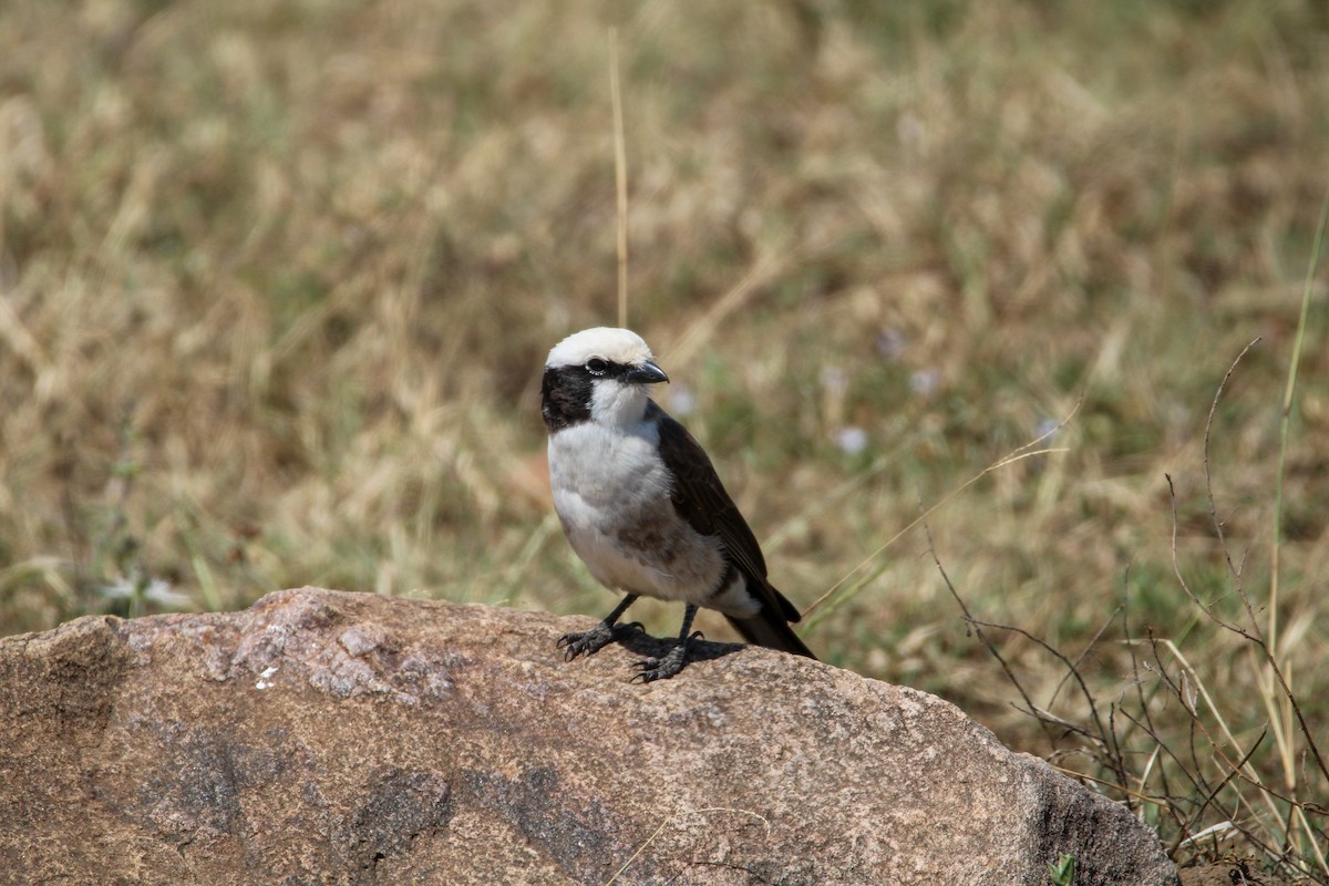White-rumped Shrike - ML642743906