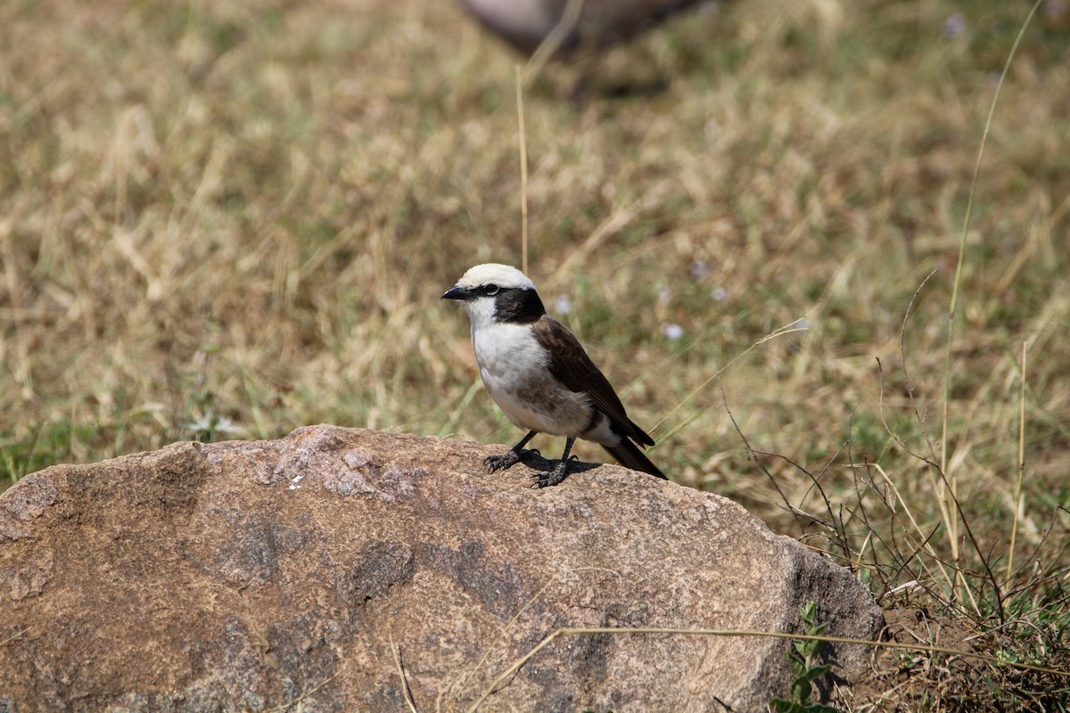 White-rumped Shrike - ML642743909