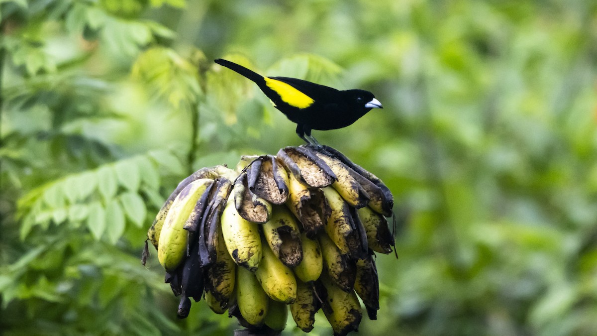 Flame-rumped Tanager - ML642743917