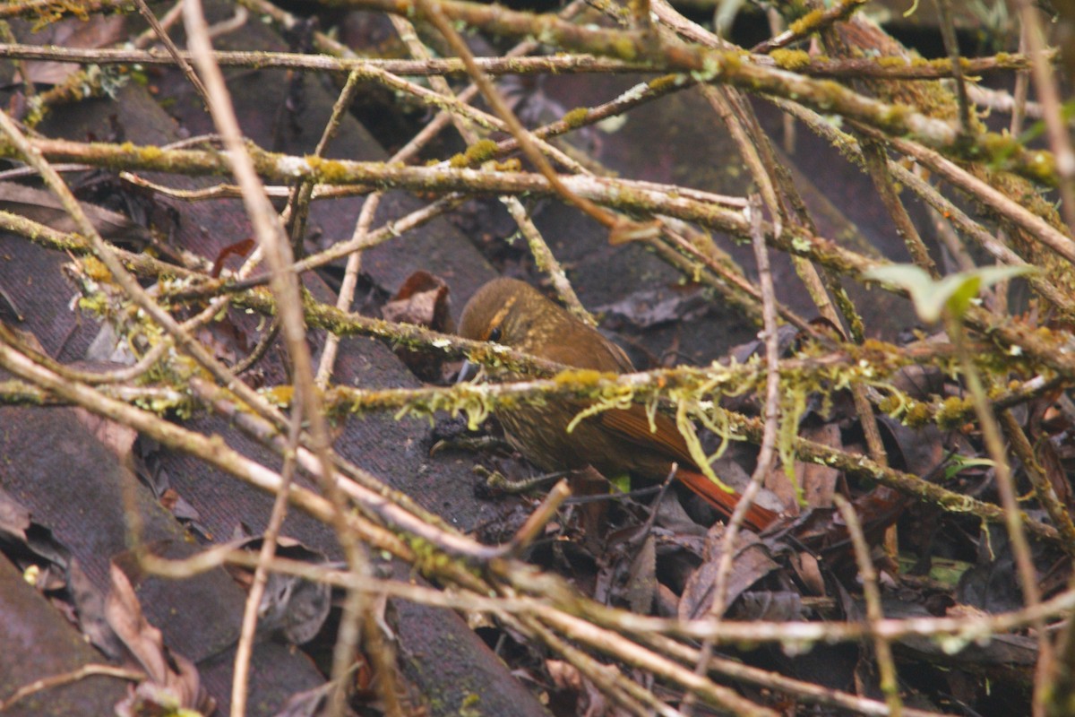 Buff-browed Foliage-gleaner - ML642743944