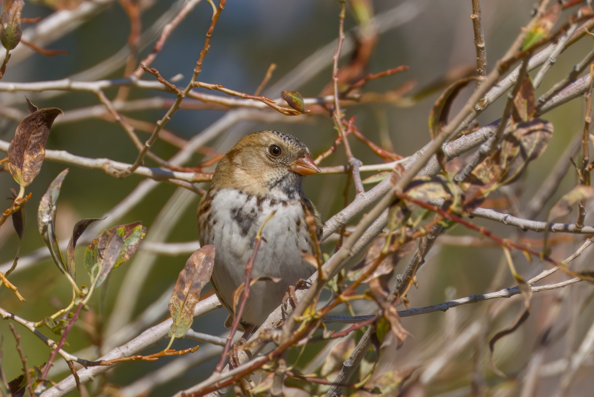 Harris's Sparrow - ML642743948