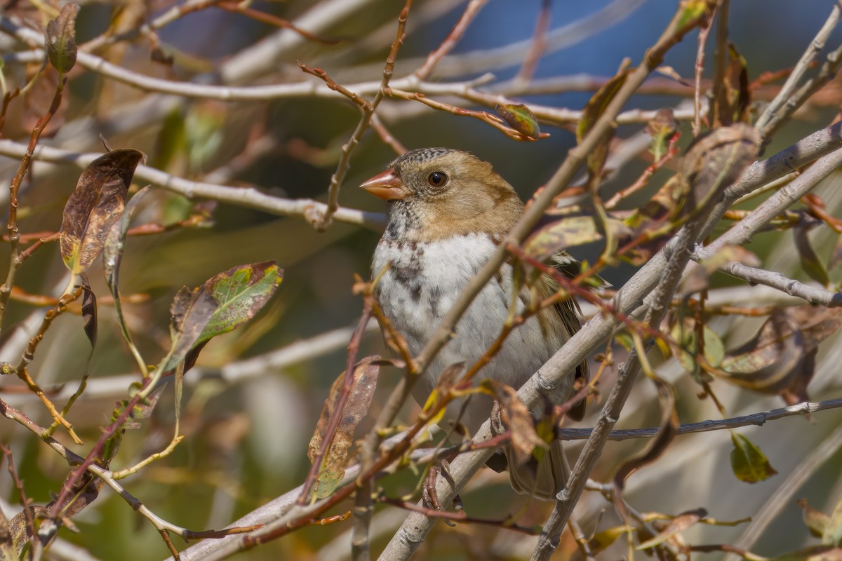 Harris's Sparrow - ML642743949