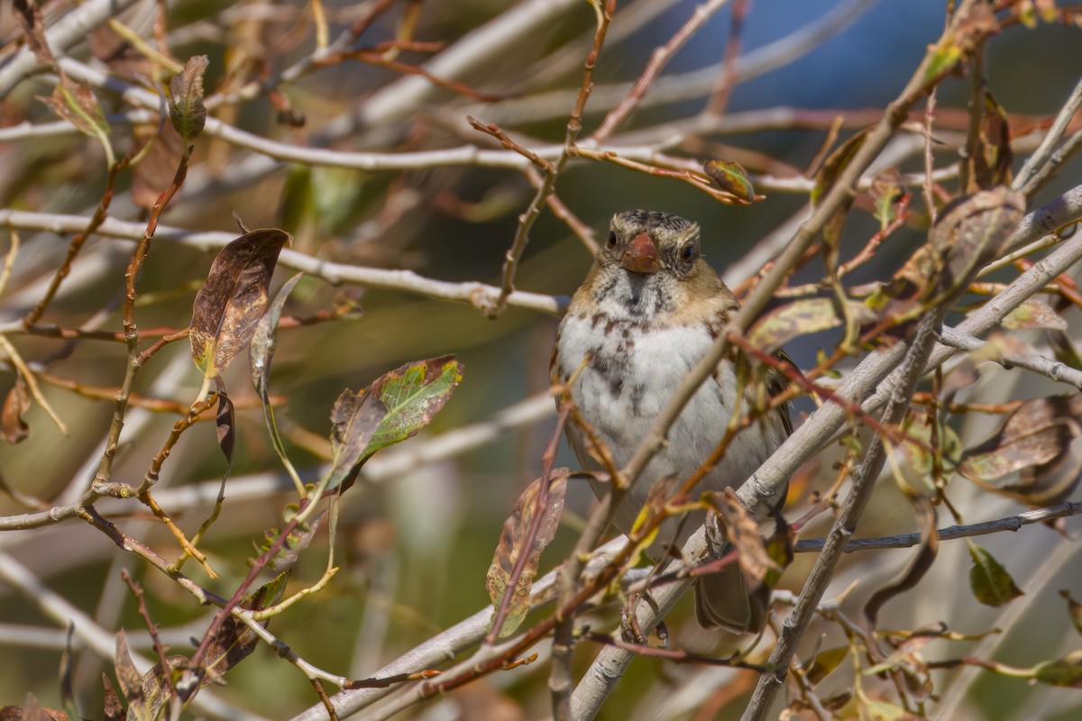 Harris's Sparrow - ML642743950