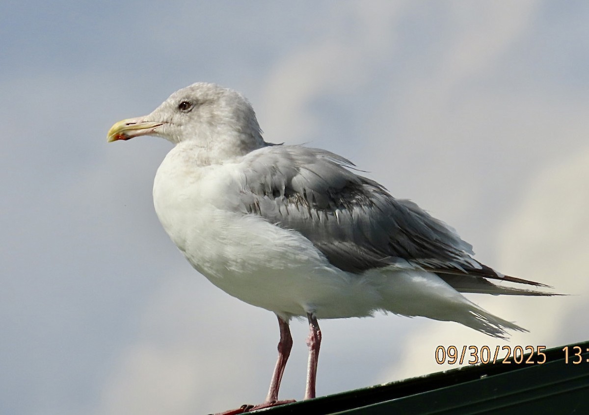 American Herring x Glaucous-winged Gull (hybrid) - ML642743985