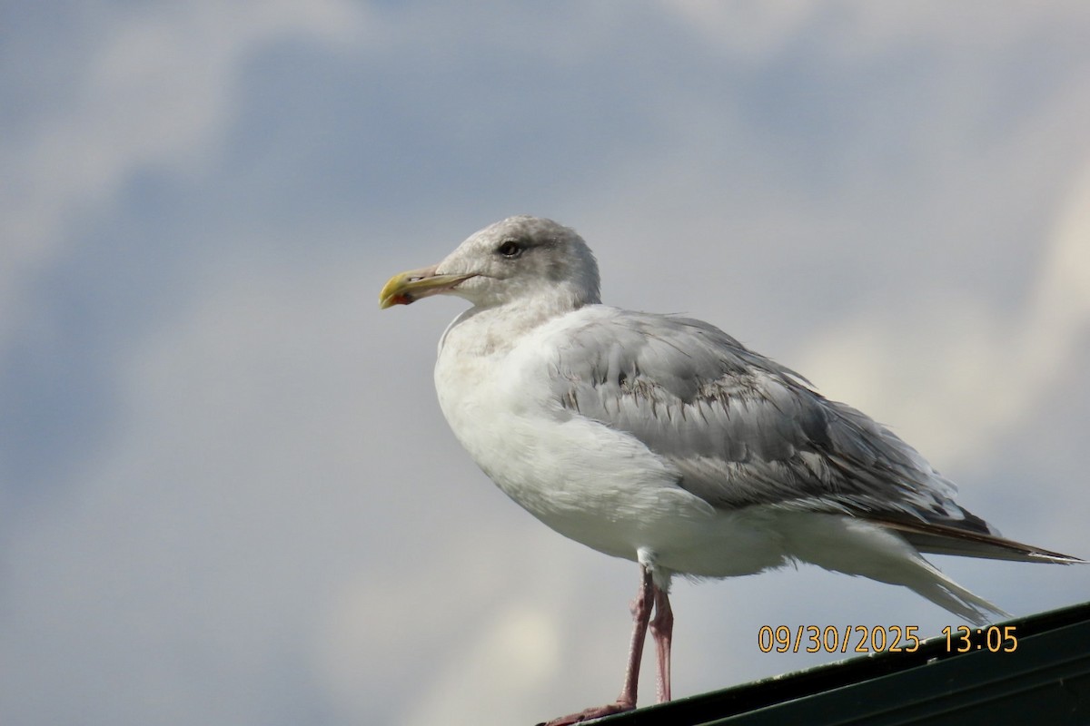American Herring x Glaucous-winged Gull (hybrid) - ML642743986