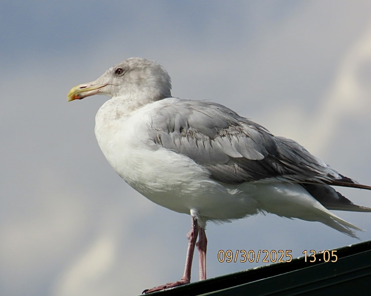American Herring x Glaucous-winged Gull (hybrid) - ML642743987