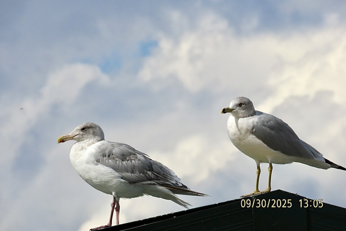 American Herring x Glaucous-winged Gull (hybrid) - ML642743988