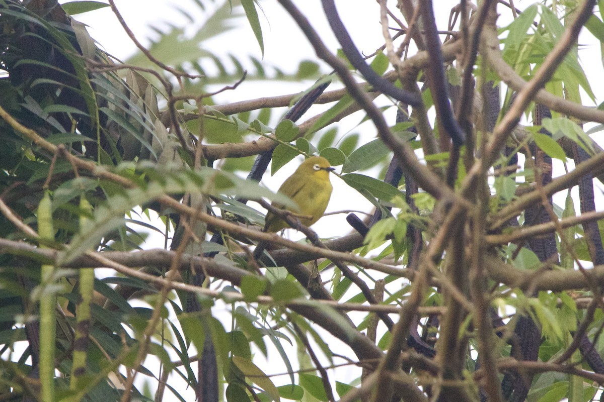 Green White-eye - ML642743996