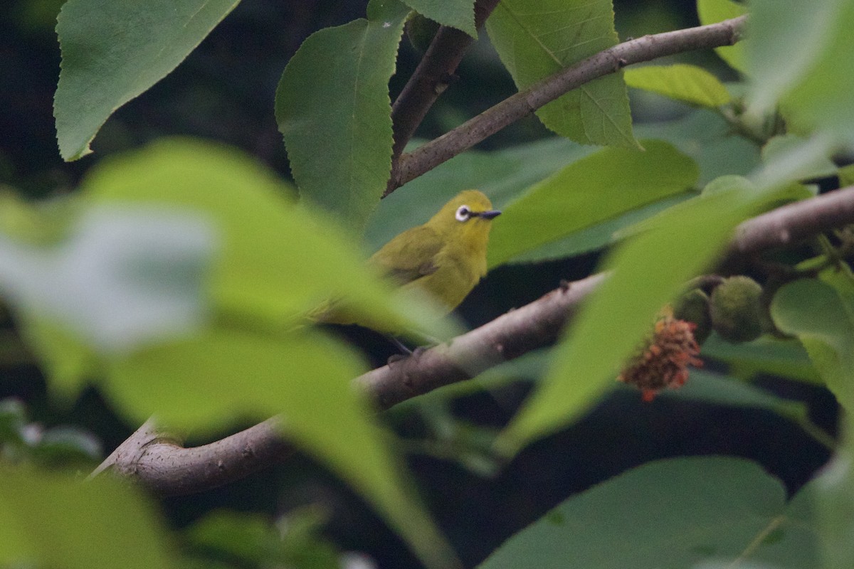 Green White-eye - ML642743997