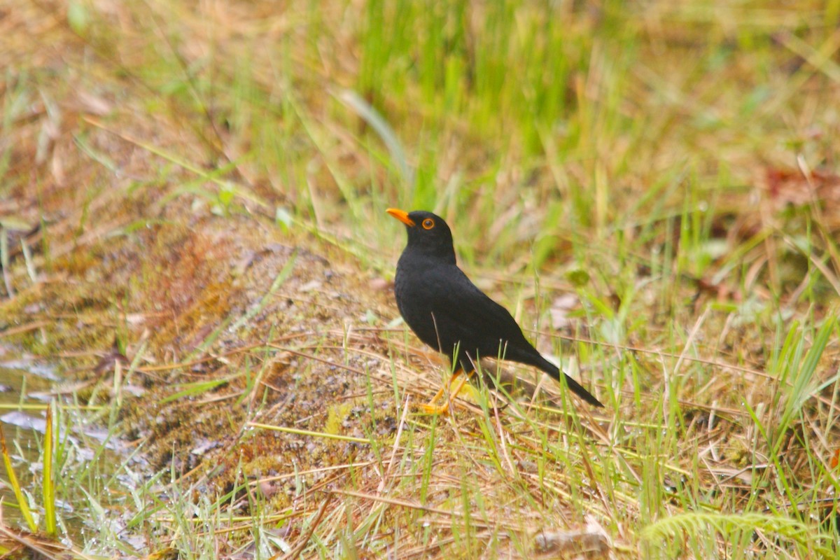 Glossy-black Thrush - ML642744001
