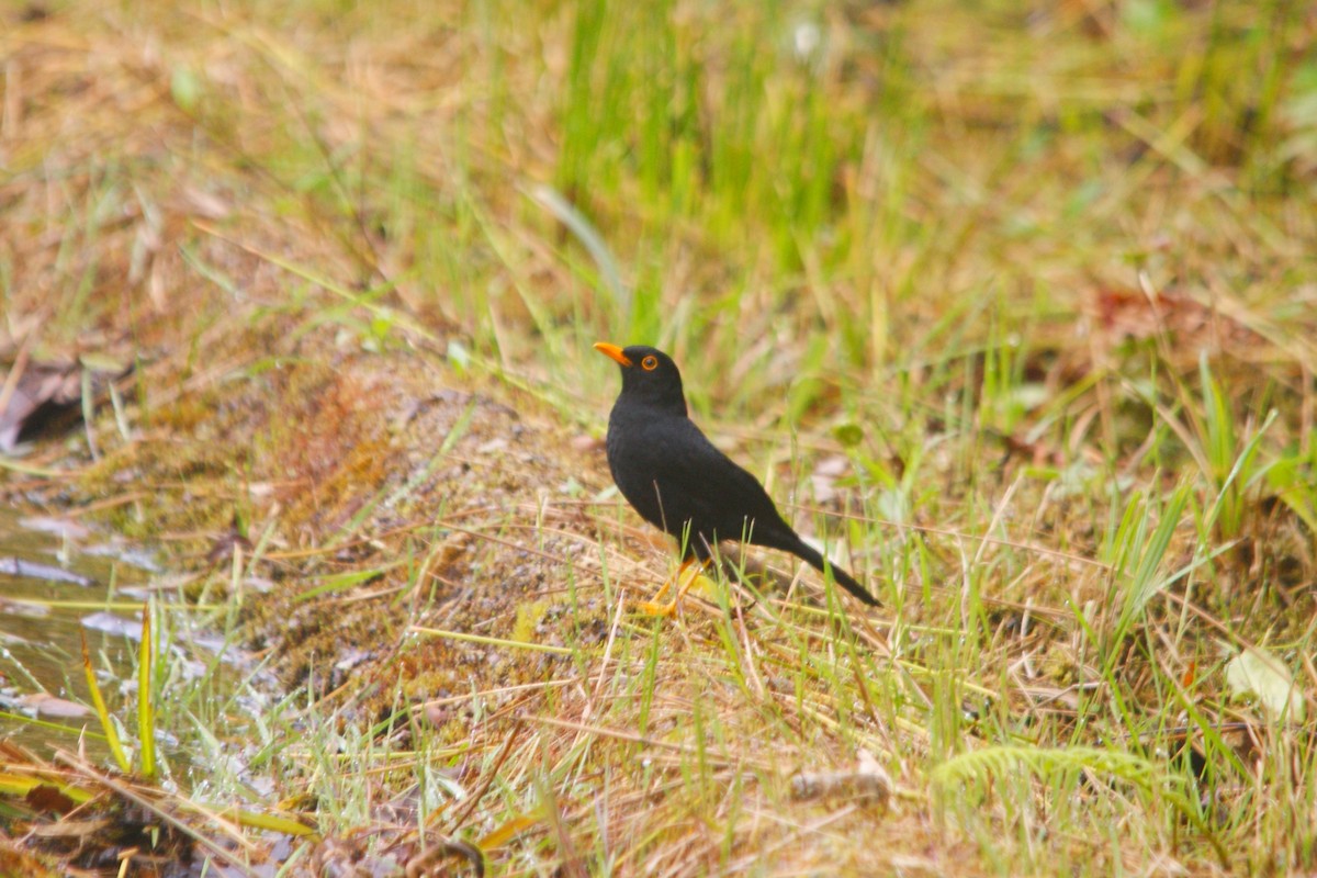 Glossy-black Thrush - ML642744002