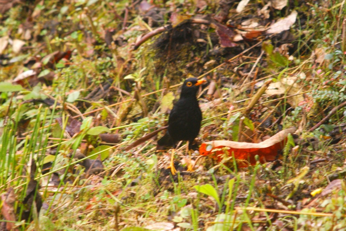 Glossy-black Thrush - ML642744003