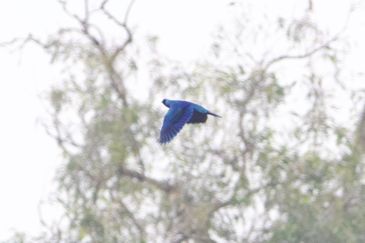 Splendid Starling - ML642744015
