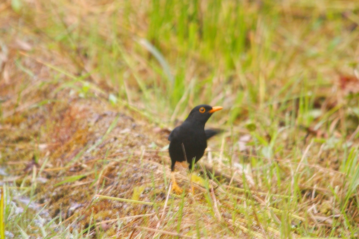 Glossy-black Thrush - ML642744020