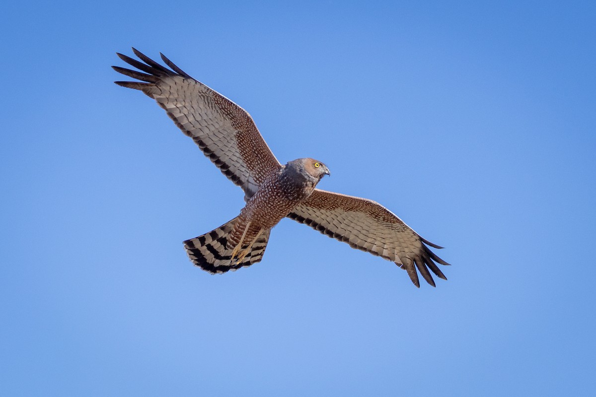 Spotted Harrier - ML642744041