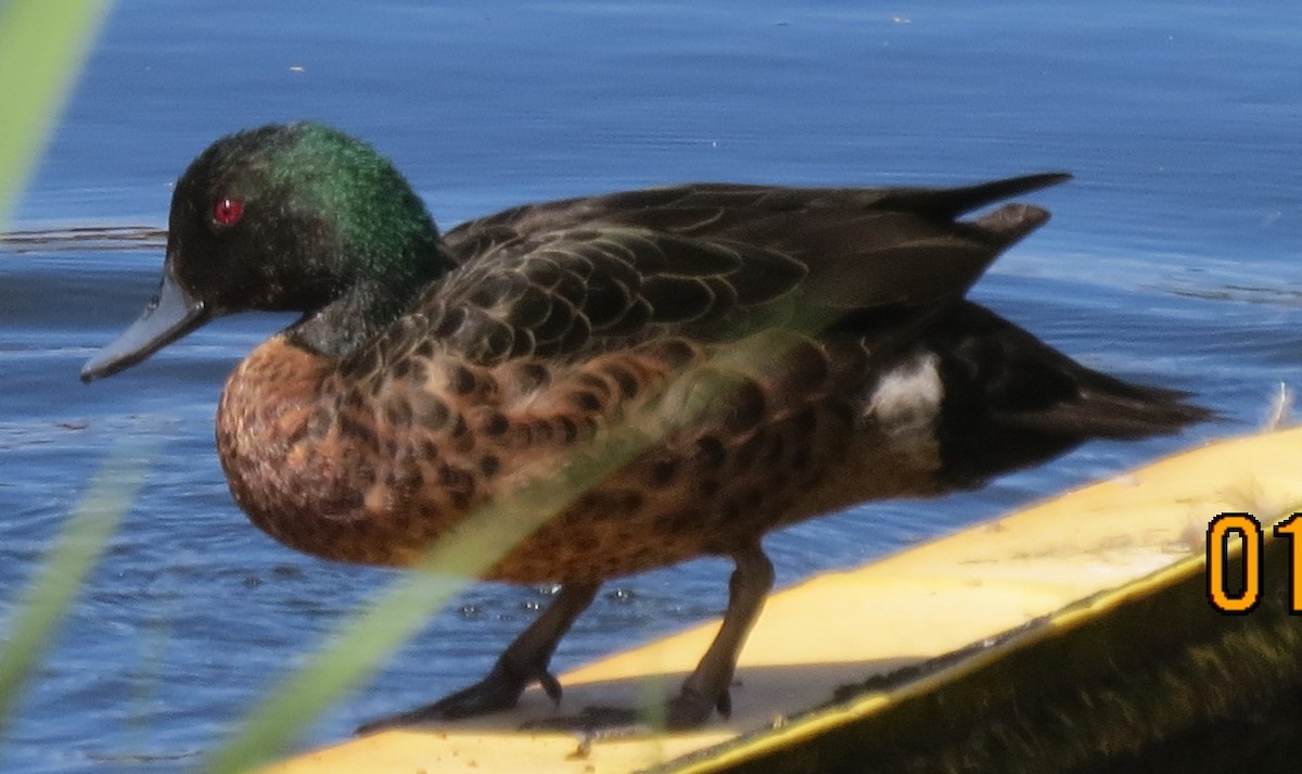 Chestnut Teal - ML642744042