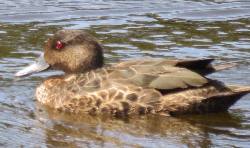 Chestnut Teal - ML642744043