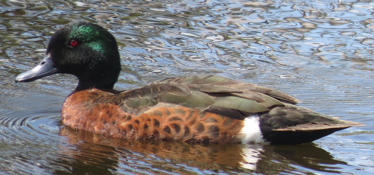 Chestnut Teal - ML642744044