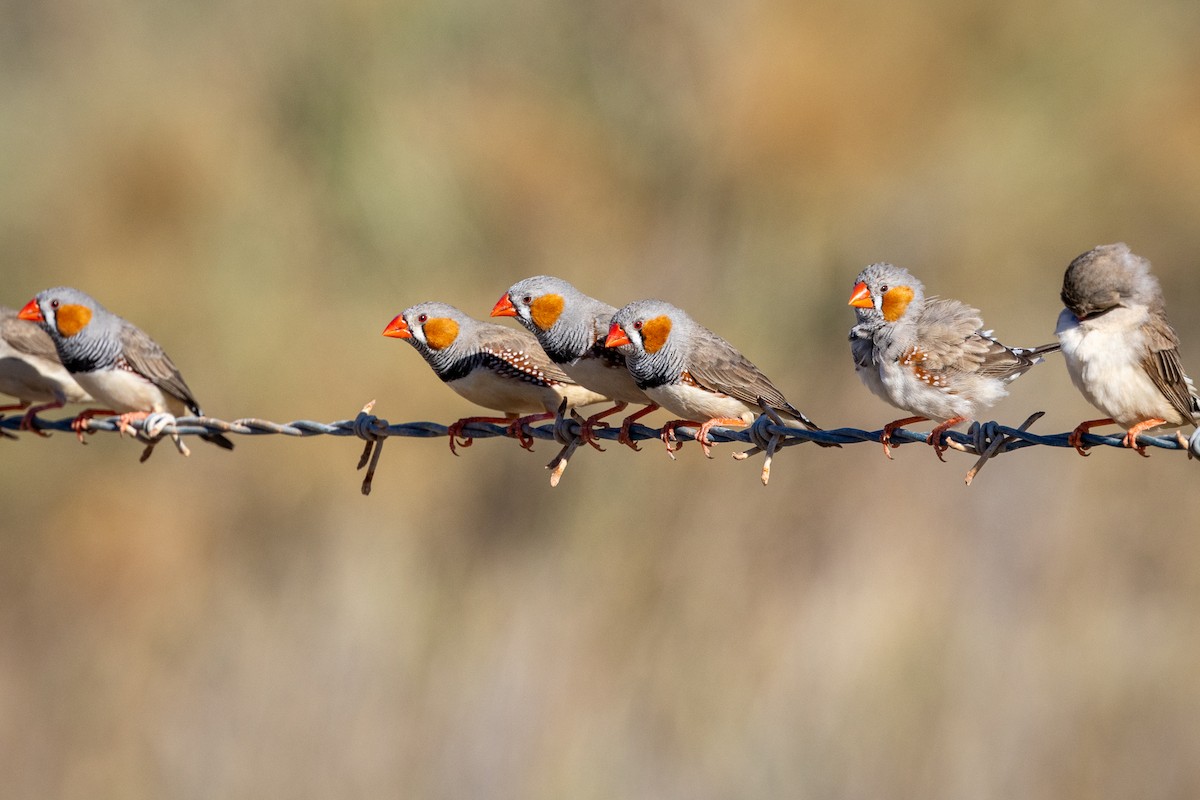 Zebra Finch - ML642744045