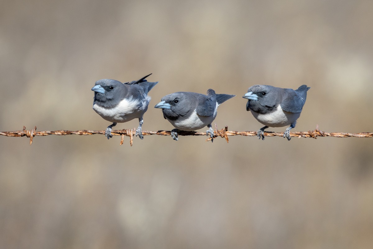 White-breasted Woodswallow - ML642744046