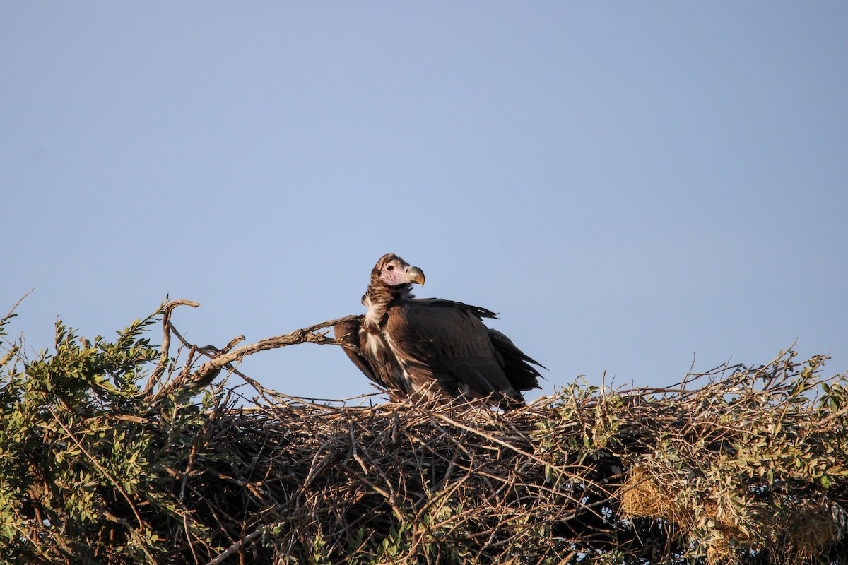 Lappet-faced Vulture - ML642744050