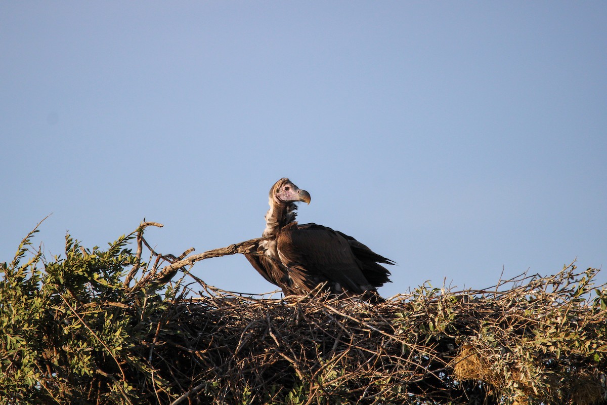 Lappet-faced Vulture - ML642744051