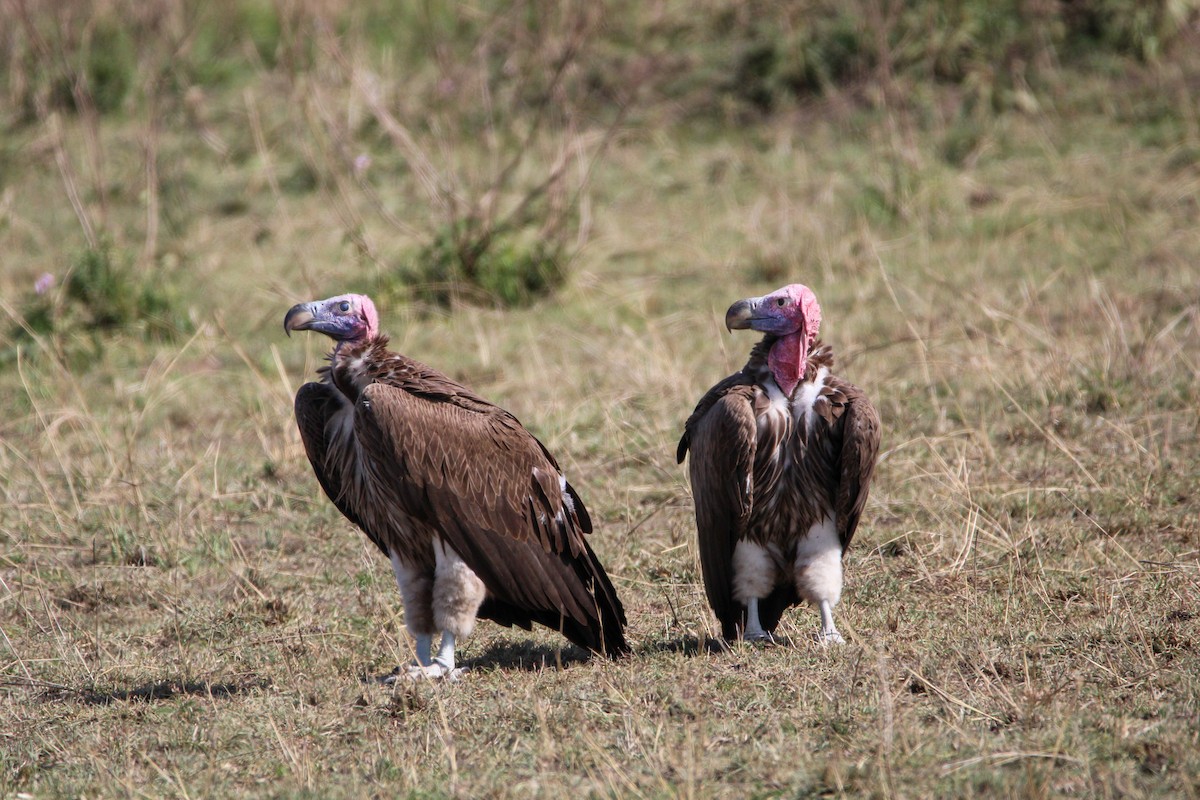 Lappet-faced Vulture - ML642744052