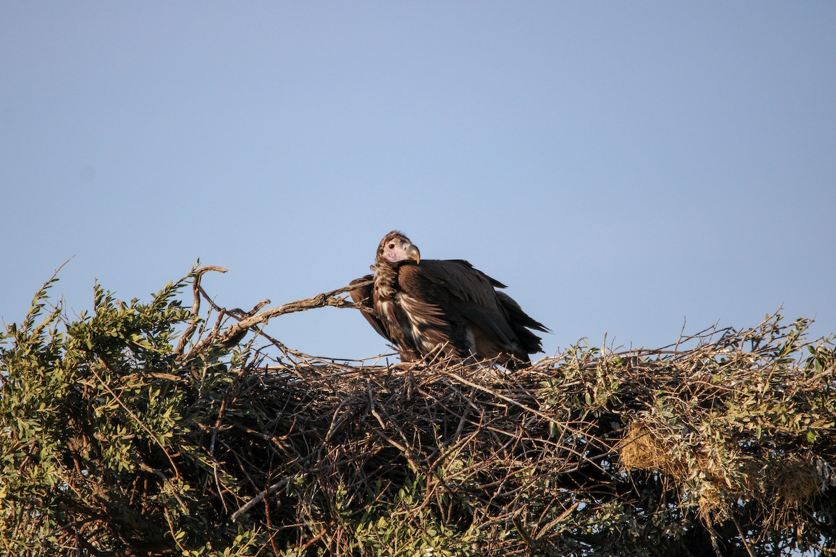 Lappet-faced Vulture - ML642744053