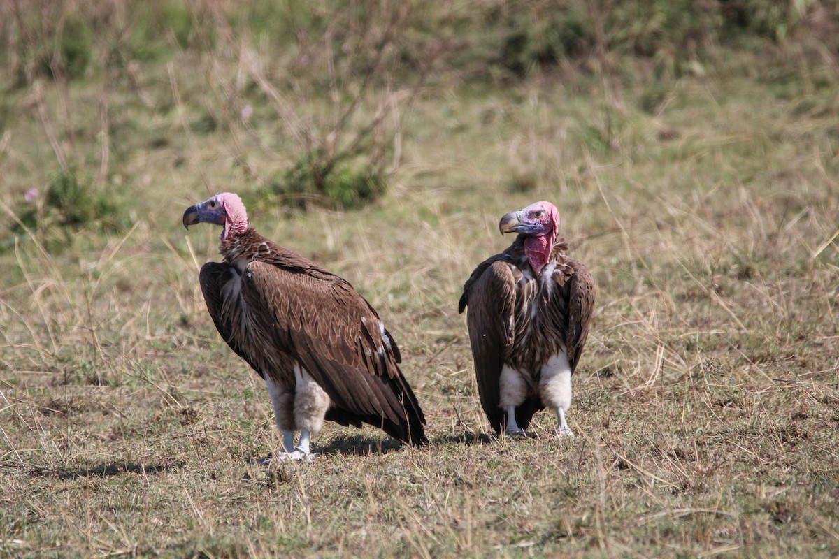 Lappet-faced Vulture - ML642744054